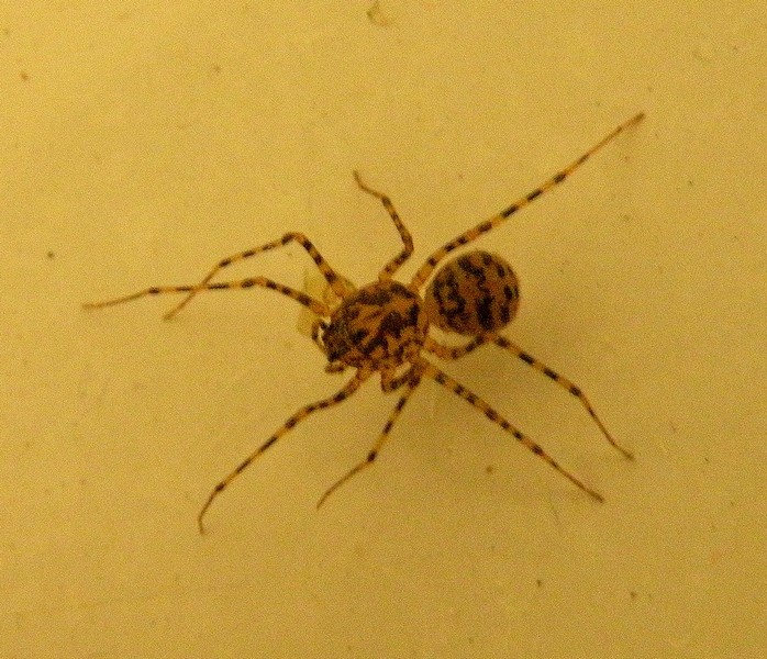 Scytodes thoracica